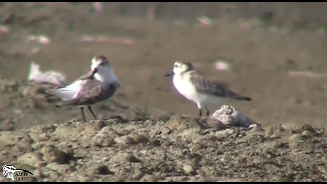 WADER CONSERVATION WORLD WATCH 