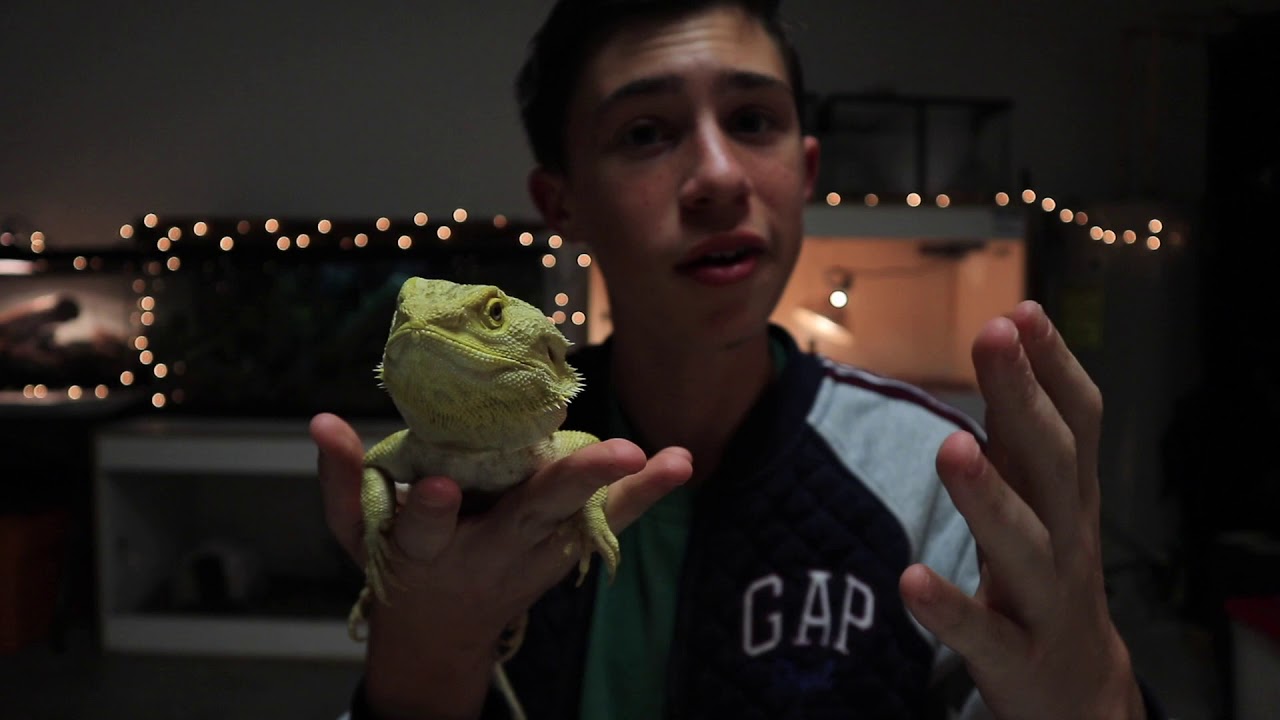 video phone beyonce mp3 Channel Update | MOS REPTILES Ep. 3