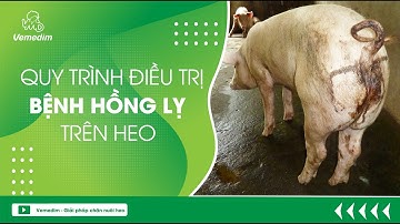BỆNH HỒNG LỴ TRÊN HEO - QUY TRÌNH ĐIỀU TRỊ BỆNH HỒNG LỴ TRÊN HEO | VEMEDIM
