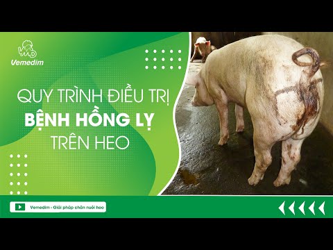 Video BỆNH HỒNG LỴ TRÊN HEO - QUY TRÌNH ĐIỀU TRỊ BỆNH HỒNG... - youtube
