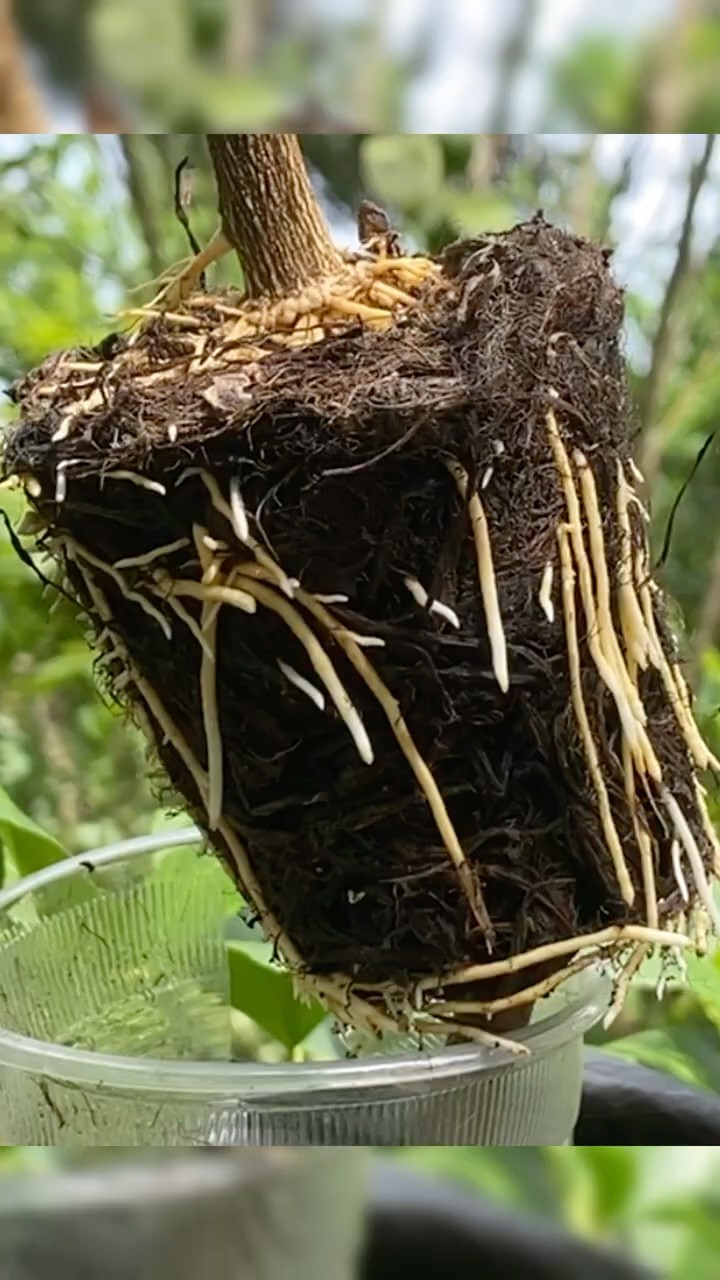 🥇 How Many Days for Roots Like This? - YouTube