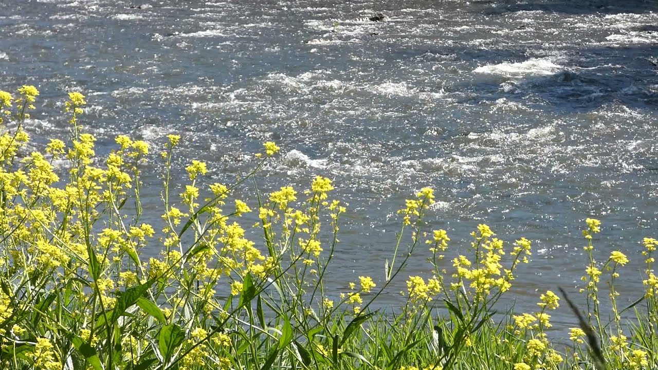River sounds "Spring harmony - In memory of Spring - In an eternal cycle!" Part 188