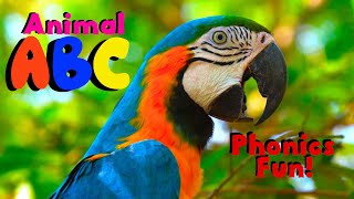 Amazing Animal Abc Kids Alphabet Phonic Song