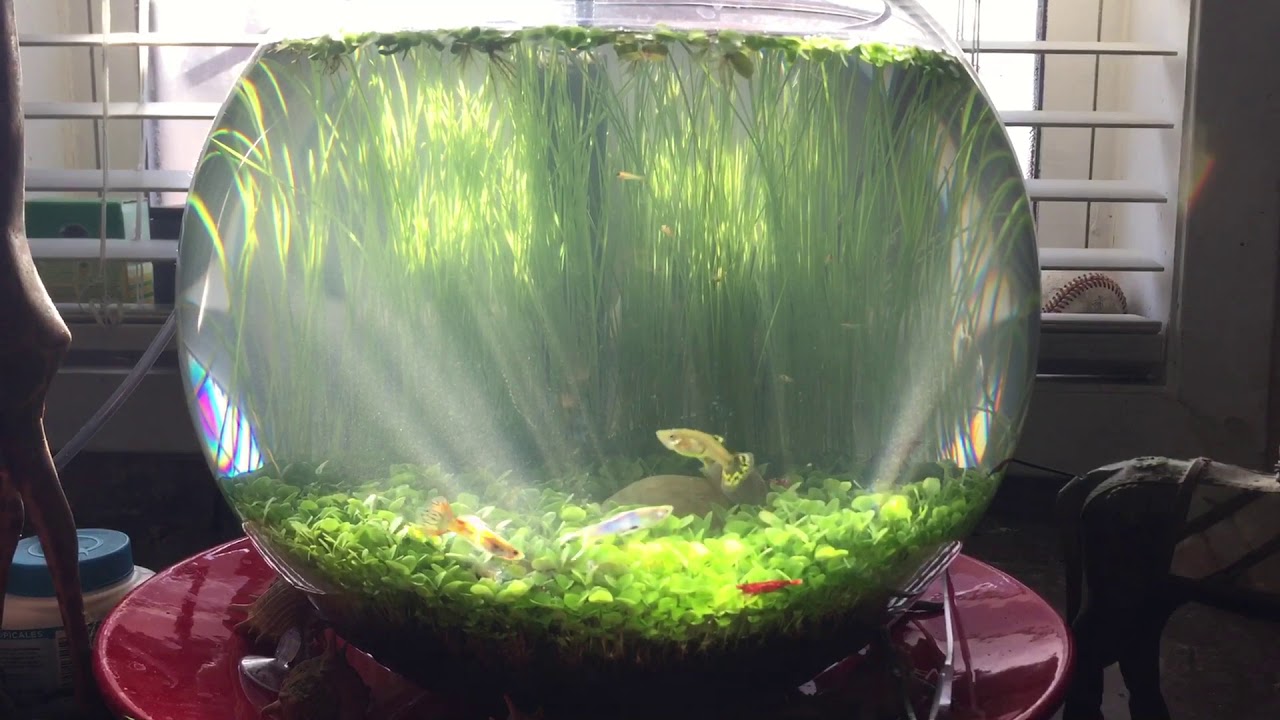 Planted Cherry Shrimp & Guppy bowl YouTube