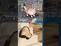 I Found New V's Old Real Place On Google Maps and Google Earth #shots #viral #trending #shortvideo