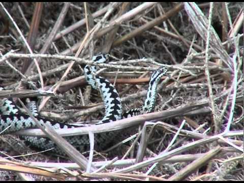 Dancing adders