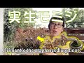 針金かけないでモミジを作る😃夢を見ながら実生床の鉢上げ／This maple does not wire！