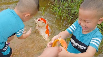 Tìm bắt cá chép vàng khủng ở vũng nước cạn #cávàng #cátrêvàng #bắtcávàng #