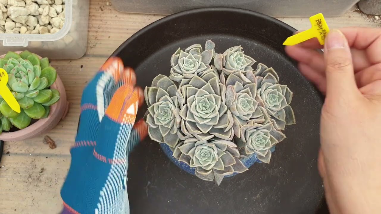 #새 집으로 이사간 아이들