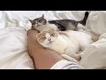 お昼寝してたら猫たちが腕枕してこうなってました…笑