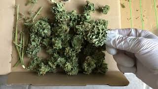 Amnesia Haze auto, ab in die Gläser, wieviel kam bei rum? Trockengewicht, Fazit…. 🤗👀🤩