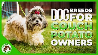 Least Active Dog Breeds for Couch Potato Owners by Pets Aplenty 240 views 1 year ago 8 minutes, 36 seconds