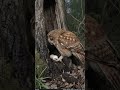 Nature's Ultimate Night Predator! 🦉🌙 #shorts