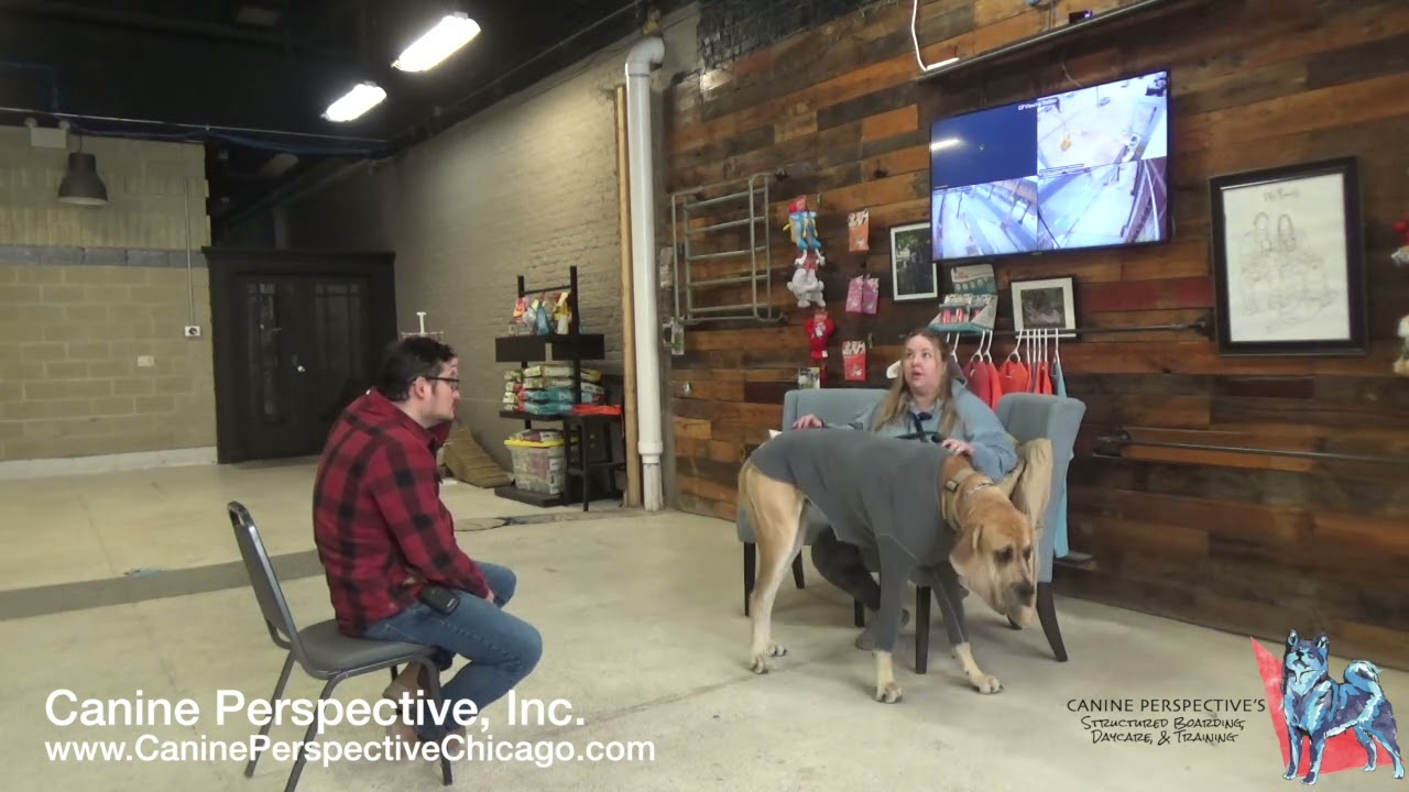 Consultation: Walter | Leash Reactive Great Dane, Protests Owner With Tension And Growling