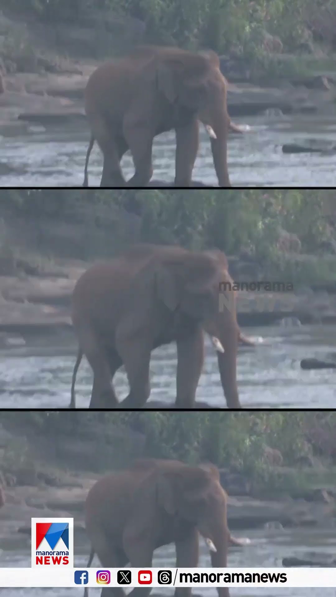 അതിരപ്പിള്ളിയിലെ മസ്തകത്തില്‍ മുറിവേറ്റ കാട്ടാനയെ കണ്ടെത്തി | Athirappally | Elephant