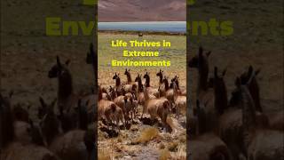 These Animals Thrive in the World's Harshest Places #adaptation #wildlife #extreme