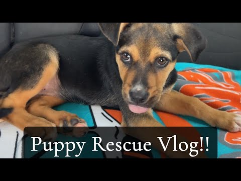 Let’s rescue a puppy! - YouTube