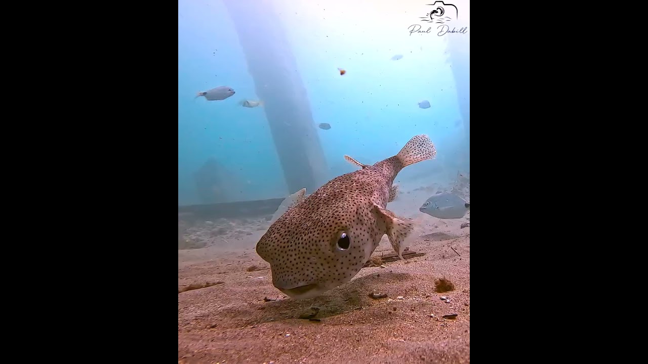 I lowered my underwater cameras beneath the pier in Lake Worth Beach, Florida