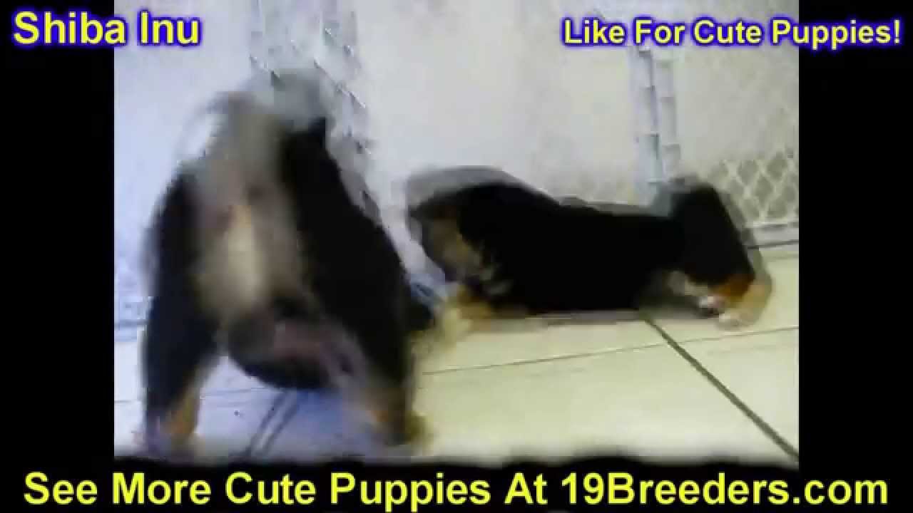 Backpage Charleston Wv >> Shiba Inu, Puppies, Dogs, For Sale, In Charleston, West ... Backpage Charleston Wv >> Shiba Inu, Puppies, Dogs, For Sale, In Charleston, West ...