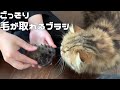 ごっそり猫の毛が取れるブラシを購入した結果