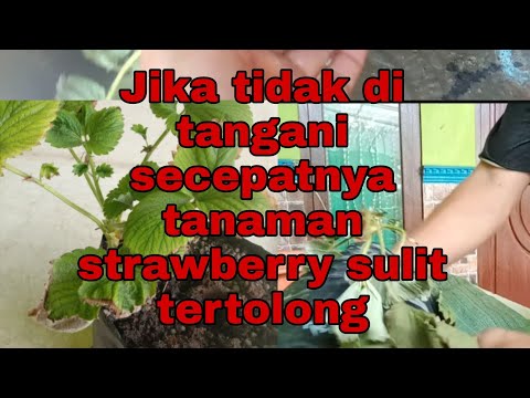 Video: Bagaimana membuat produksi menguntungkan? Jawaban dapat ditemukan di artikel ini