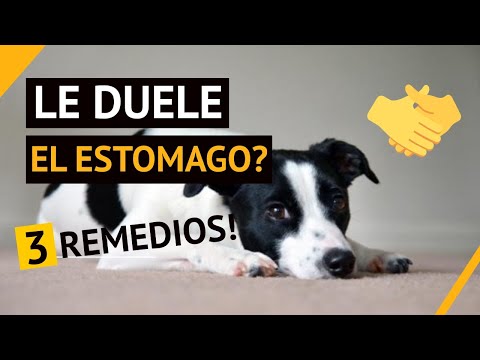 Video: ¿Cuáles son los síntomas que experimenta un perro después de comer un fertilizante?