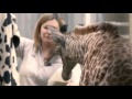 Nursing Baby Giraffe To Health