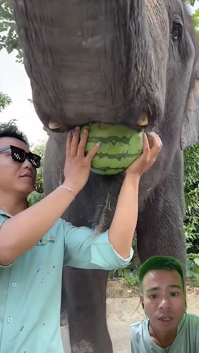 Gajah makan buah semangka #elephant #elephante #animals