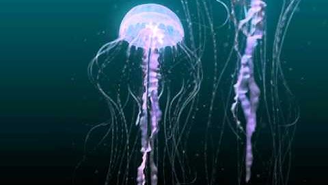 Jellyfish 3D animation