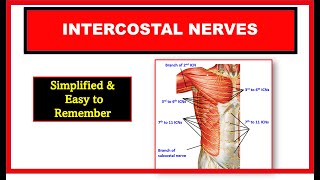 Intercostal nerves | Typical and Atypical intercostal nerves | Thorax anatomy |