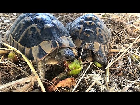 Βίντεο: Μοσχάρι χελώνα