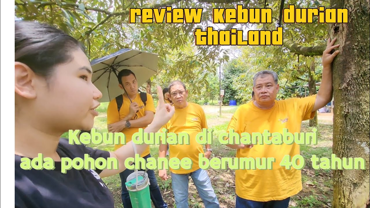 Review kebun di thailand ,Kebun durian chantaburi ada pohon chane umur 40 tahun