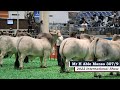 Mr H Able Manso 307/9 - 2022 International Brahman Show