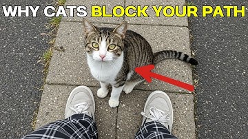 If Your Cat Blocks Your Path, This is What it Means