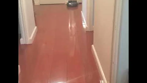 Watch the video about Maine Coon cat bouncing playing fetch