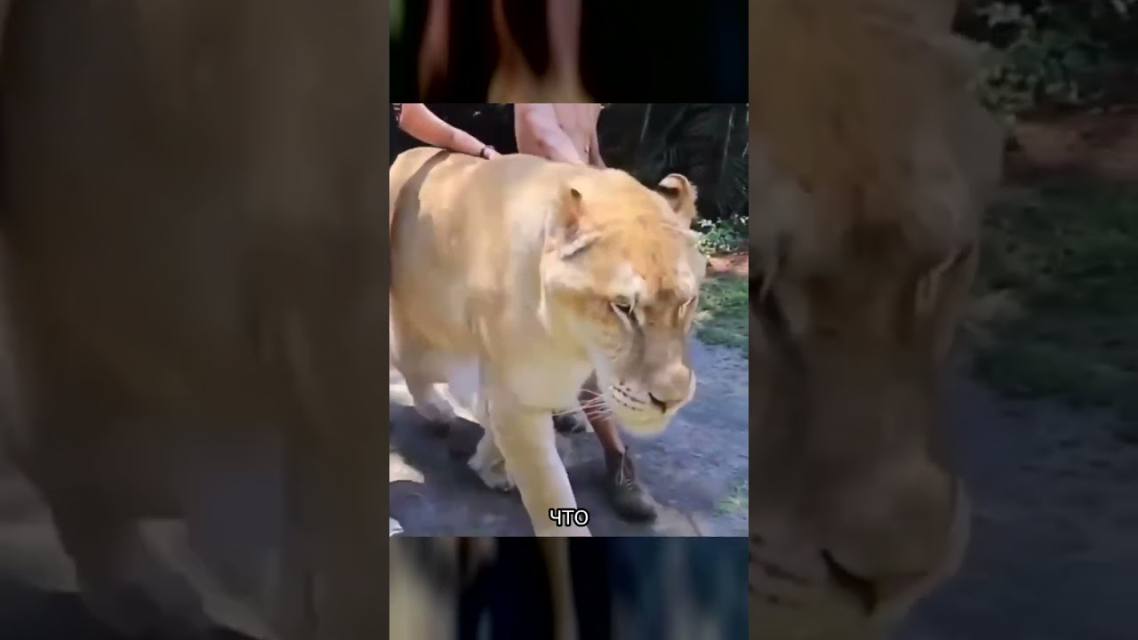 Гибрид льва и тигра