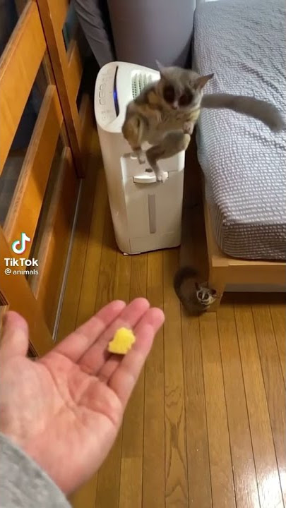Bush baby jumping. 2nd most viewed video
