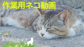 【BGM】自然音とネコだけの動画40min【作業用】Town where cats live