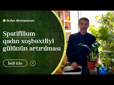 Video: Pedilanthus titimaloid: evdə qulluq, çoxalma və rəylər