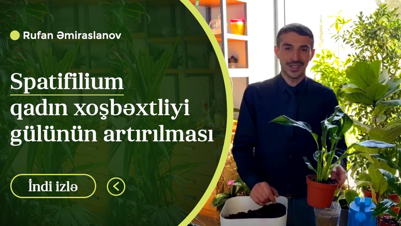 Spatifilium qadın xoşbəxtliyi gülünün artırılması