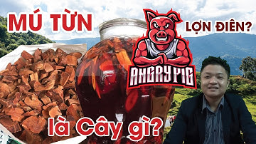 Mú Từn là cây gì? Công dụng của Mú Từn