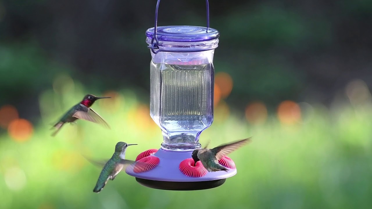 Perky-Pet Lavender Field Top-Fill Glass Hummingbird Feeder - YouTube