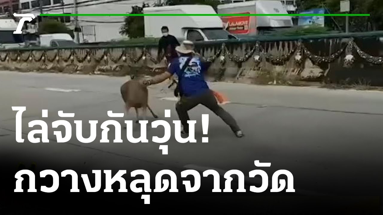 ไล่จับกันวุ่น! กวางเพศเมียหลุดจากวัดกิ่งแก้ว | 17-08-65 | ตะลอนข่าว