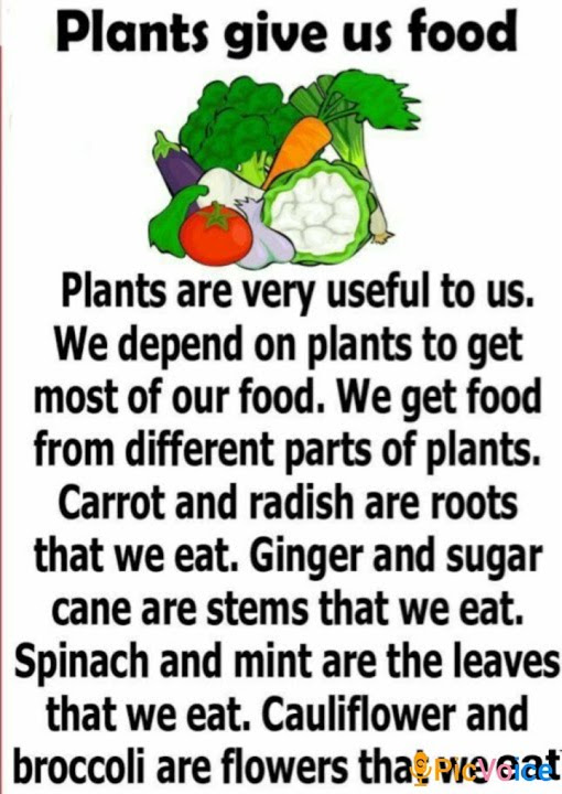 Plants give us Food YouTube