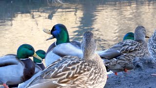 Ásító kacsák - duck feeding