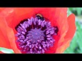 Mohn mit Hummeln,  Poppy with bumble bees