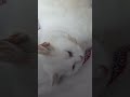 #tranding #shortvideos #viralvideos #viral #funny #cat#catlovers