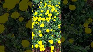 marigoldmarigoldfarminginindiavillagelifeindiaruralnaturefarmingbeautifulflowersviral