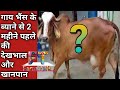 गाय भैंस के ब्याने से 2 महीने पहले का खानपान और देखभाल कैसे करें || Farm Talk