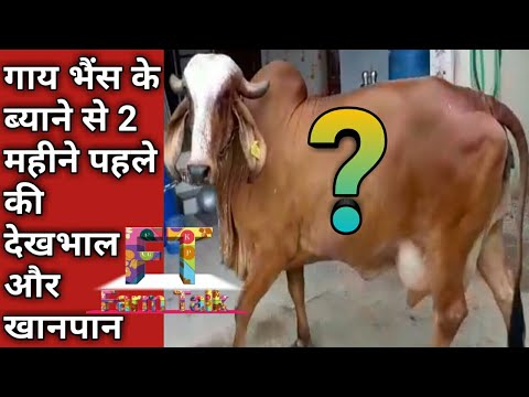 वीडियो: गर्भवती गायों को कैसे खिलाएं